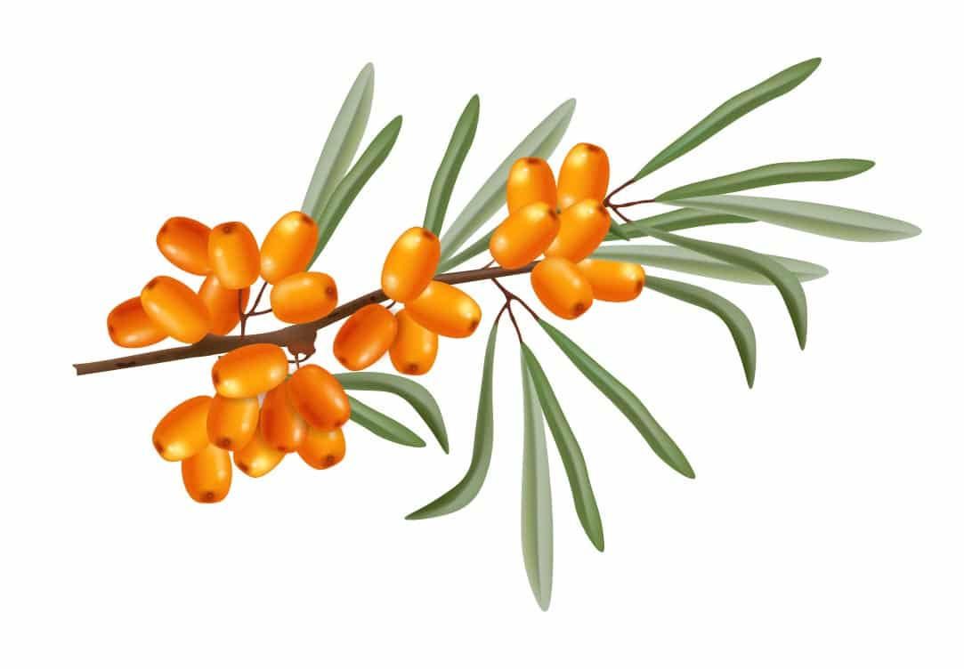 chatsargana seabuckthorn