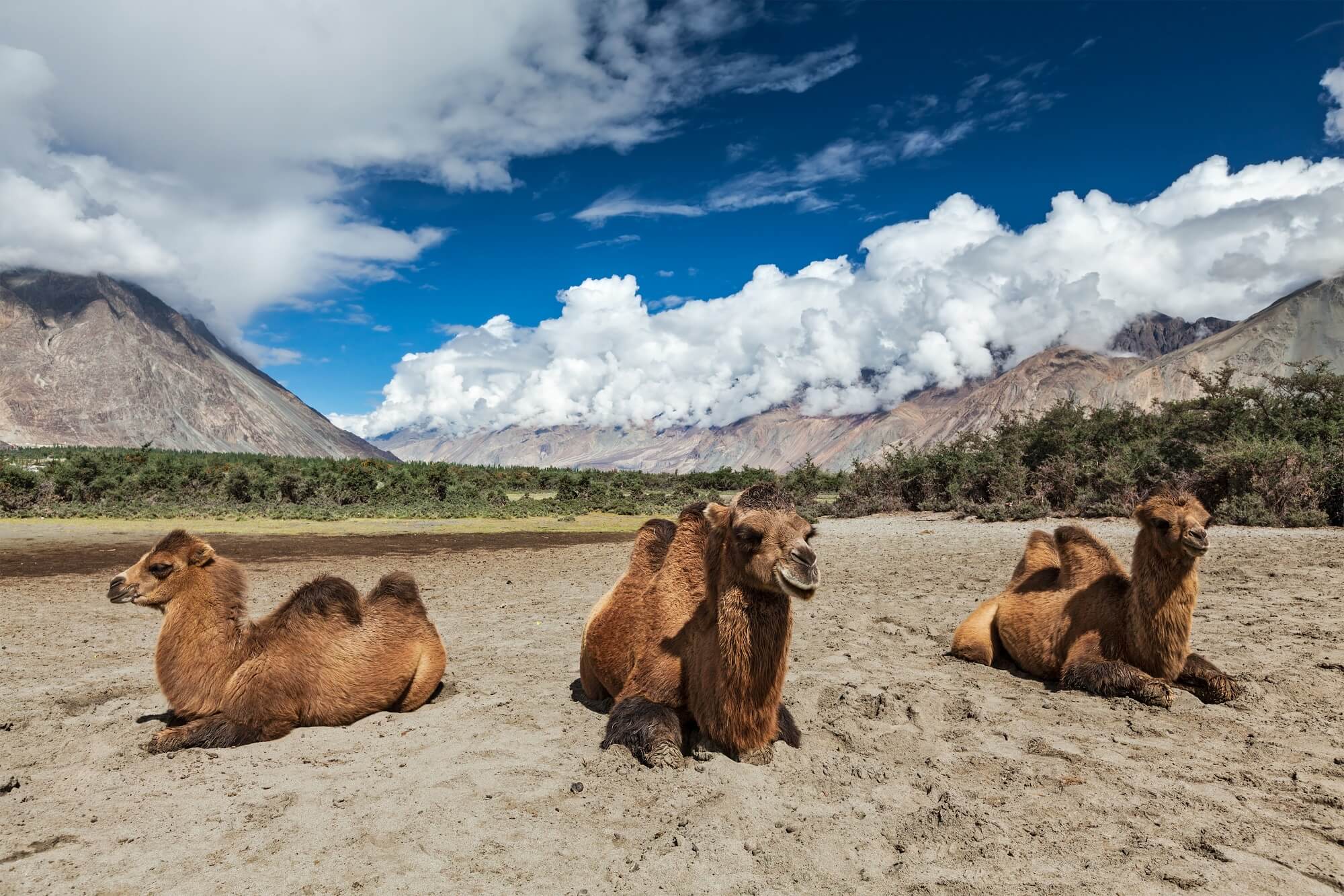 Bactrian camel in Mongolia