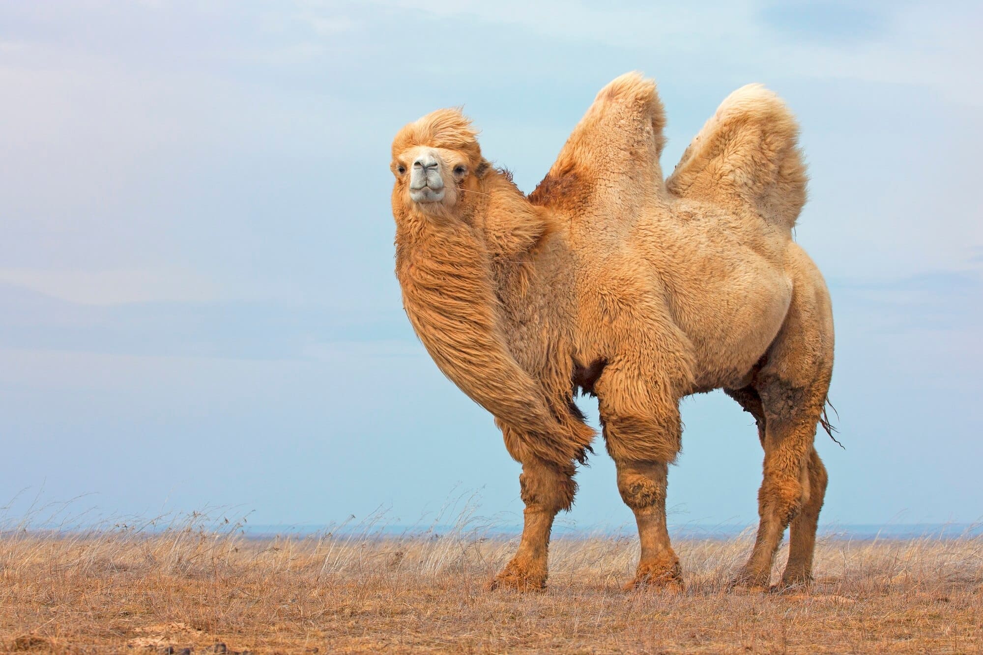 white bactrain camel