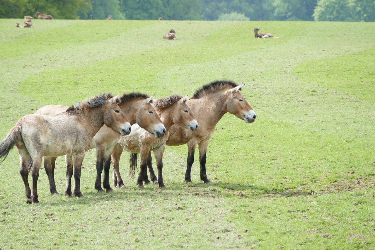 Khustain nuruu national park