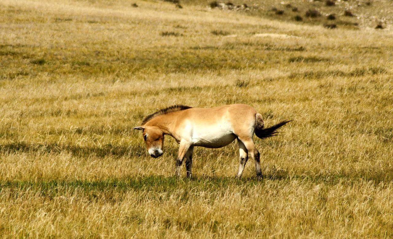 Mongolian takhi