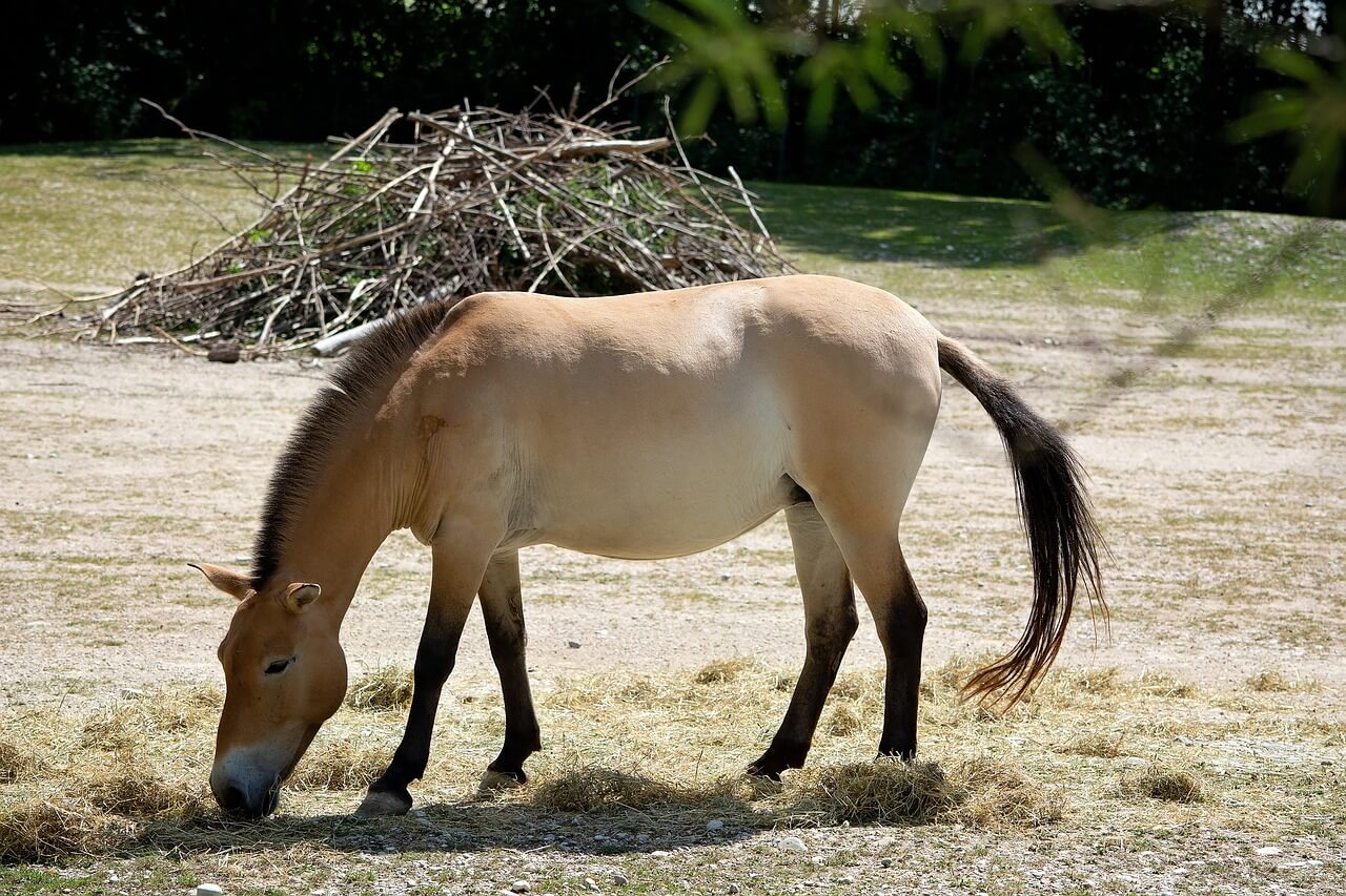 Mongolian wild-horse
