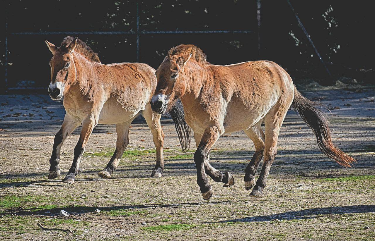 Przewalski's horse running