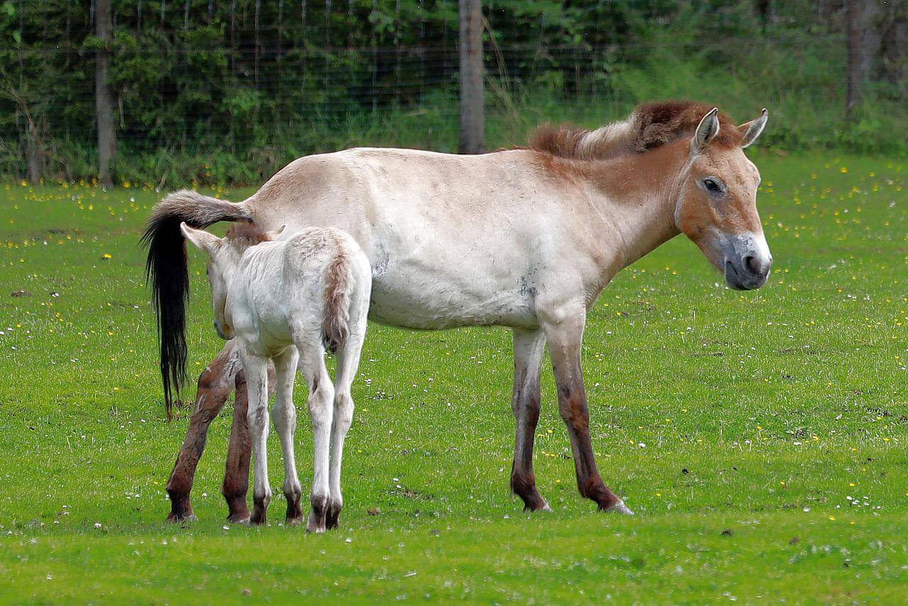 Przewalski's horse