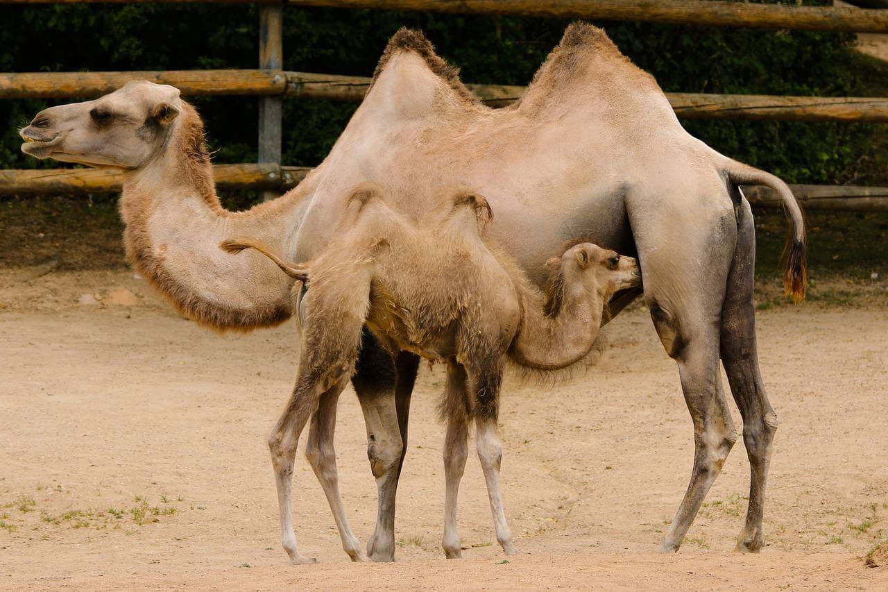 camel milk