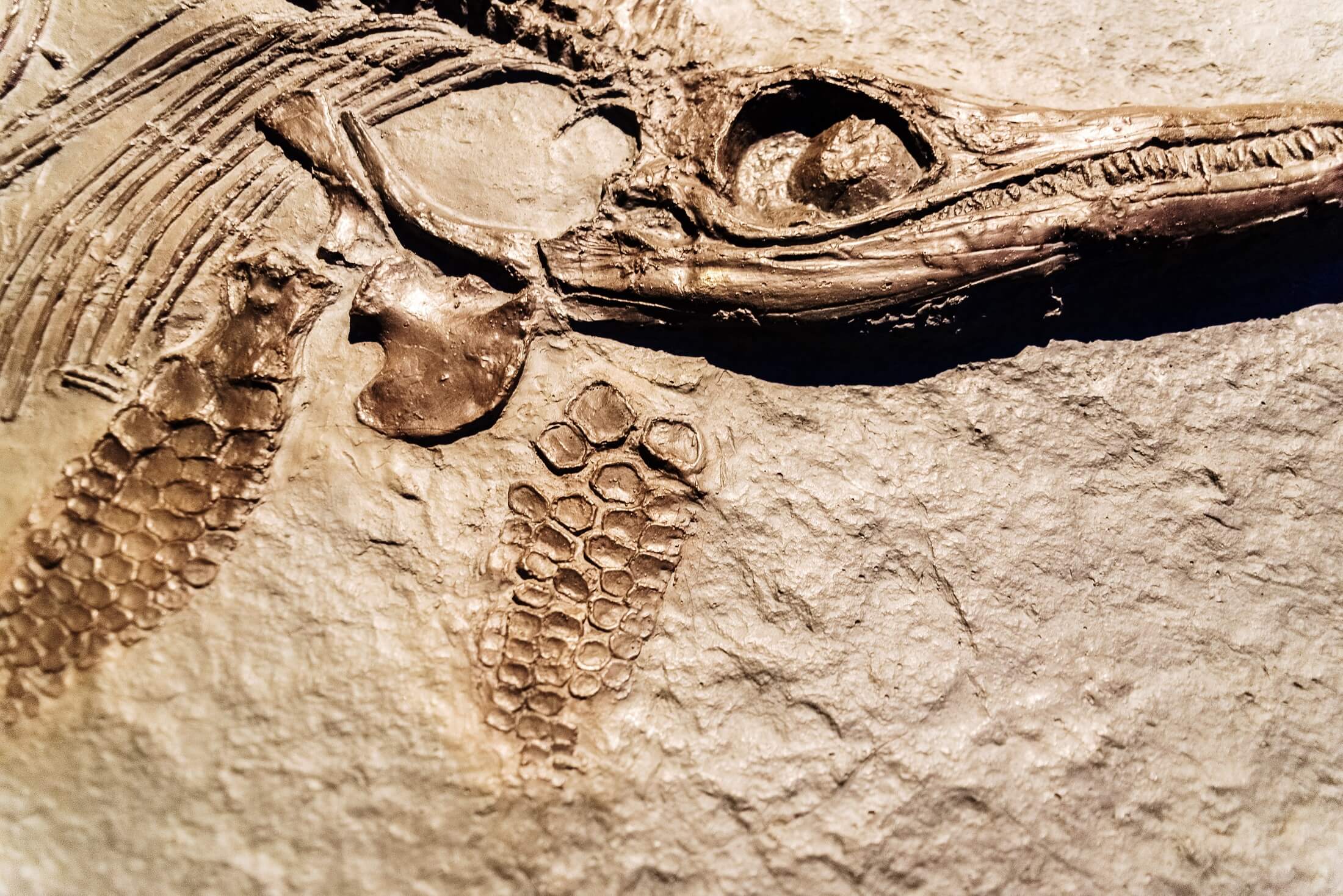 dinosaur fossil egg