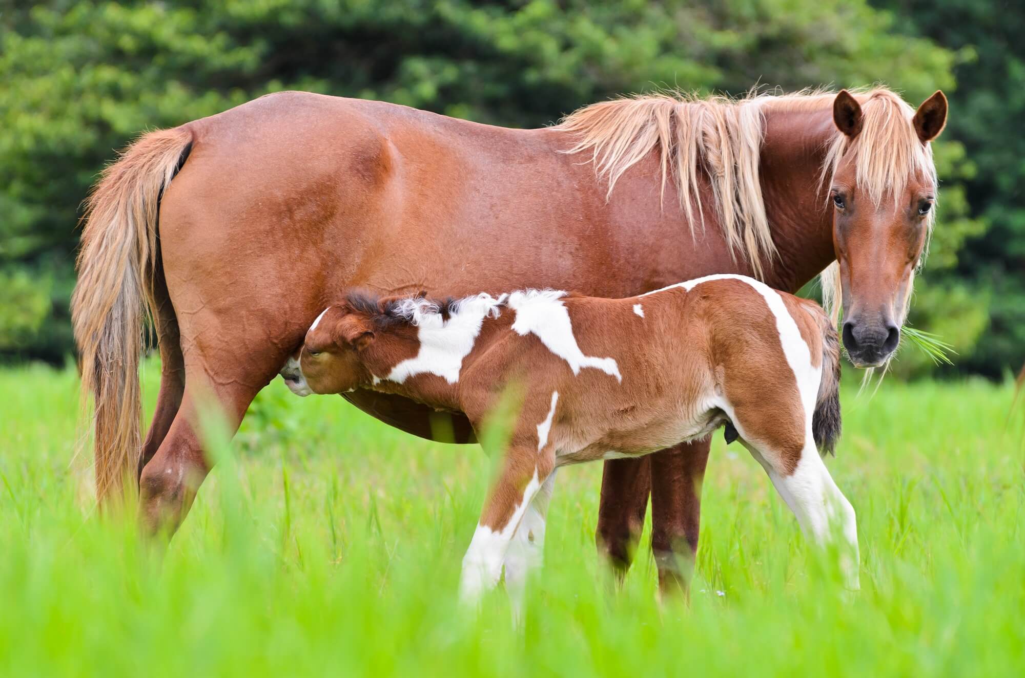 fermented horse milk