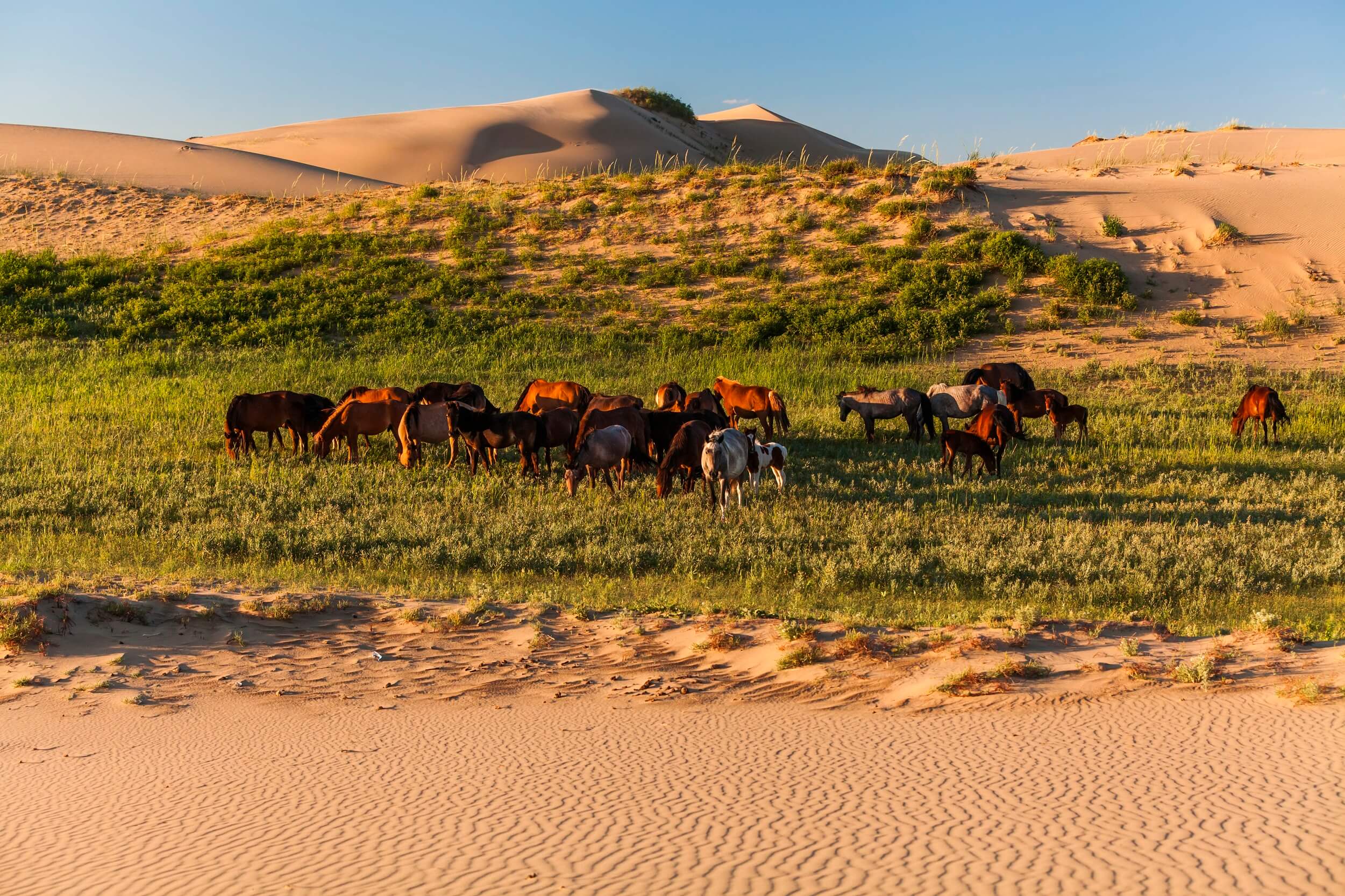herd of wild horses in the desert 2022 05 25 01 46 19 utc 1