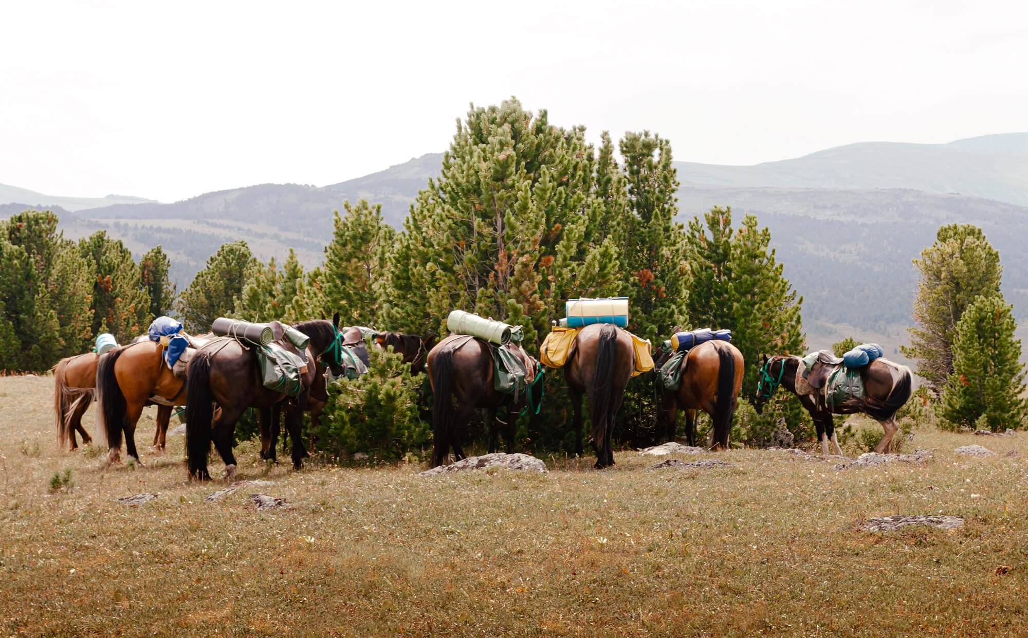 horse trekking