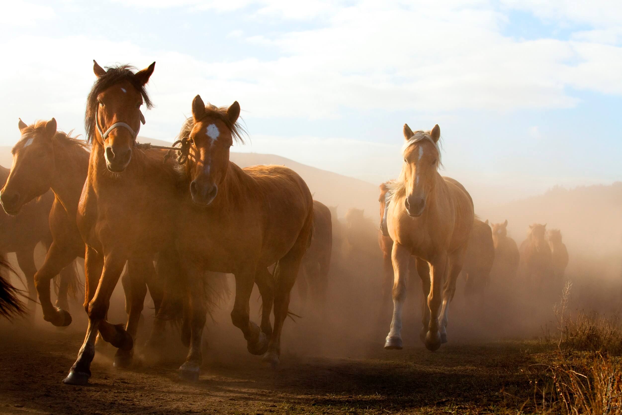 Mongolian horses