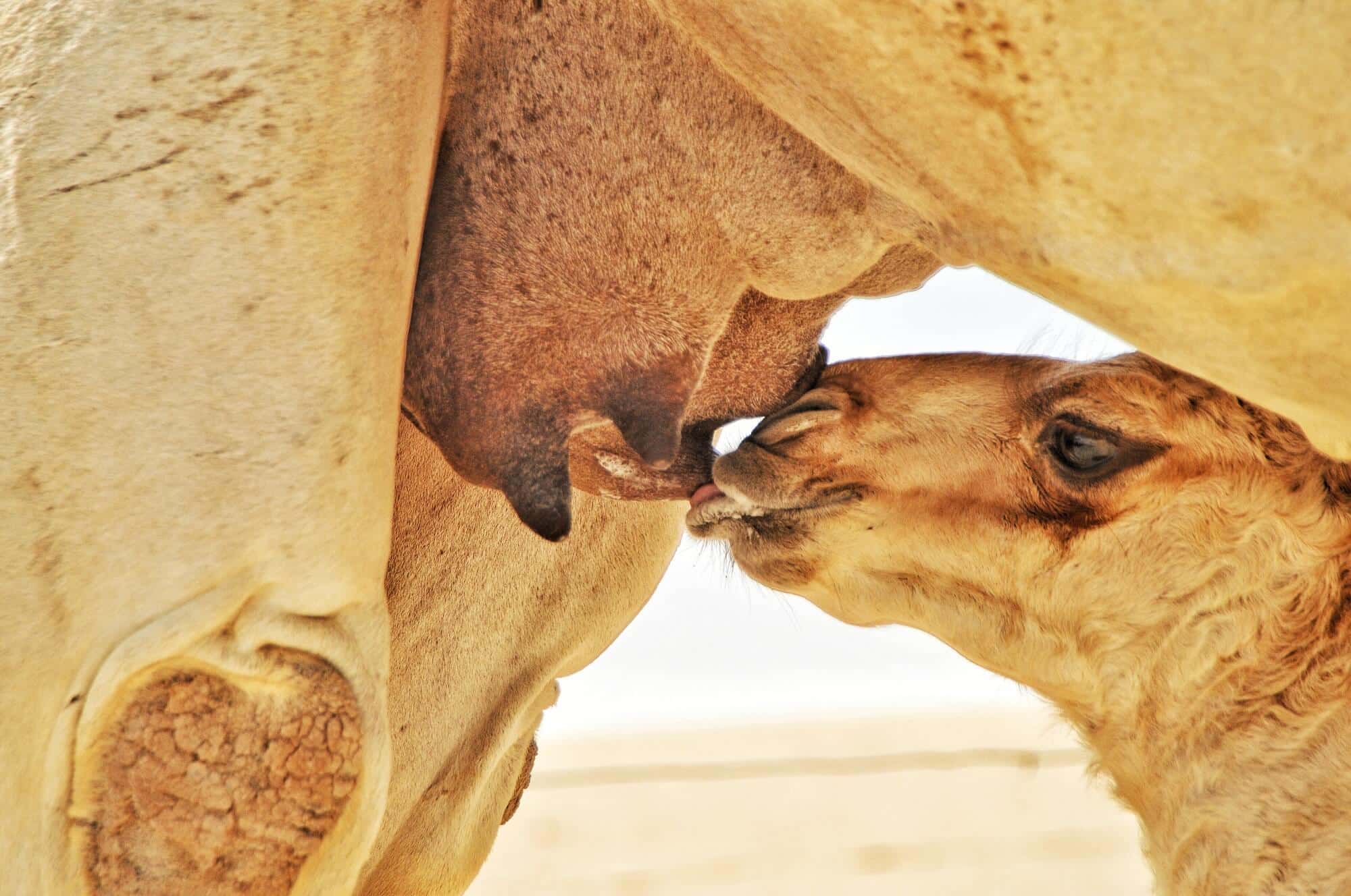 mother camel with baby camel
