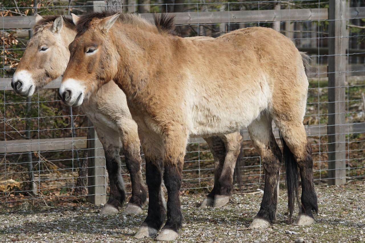 przewalski