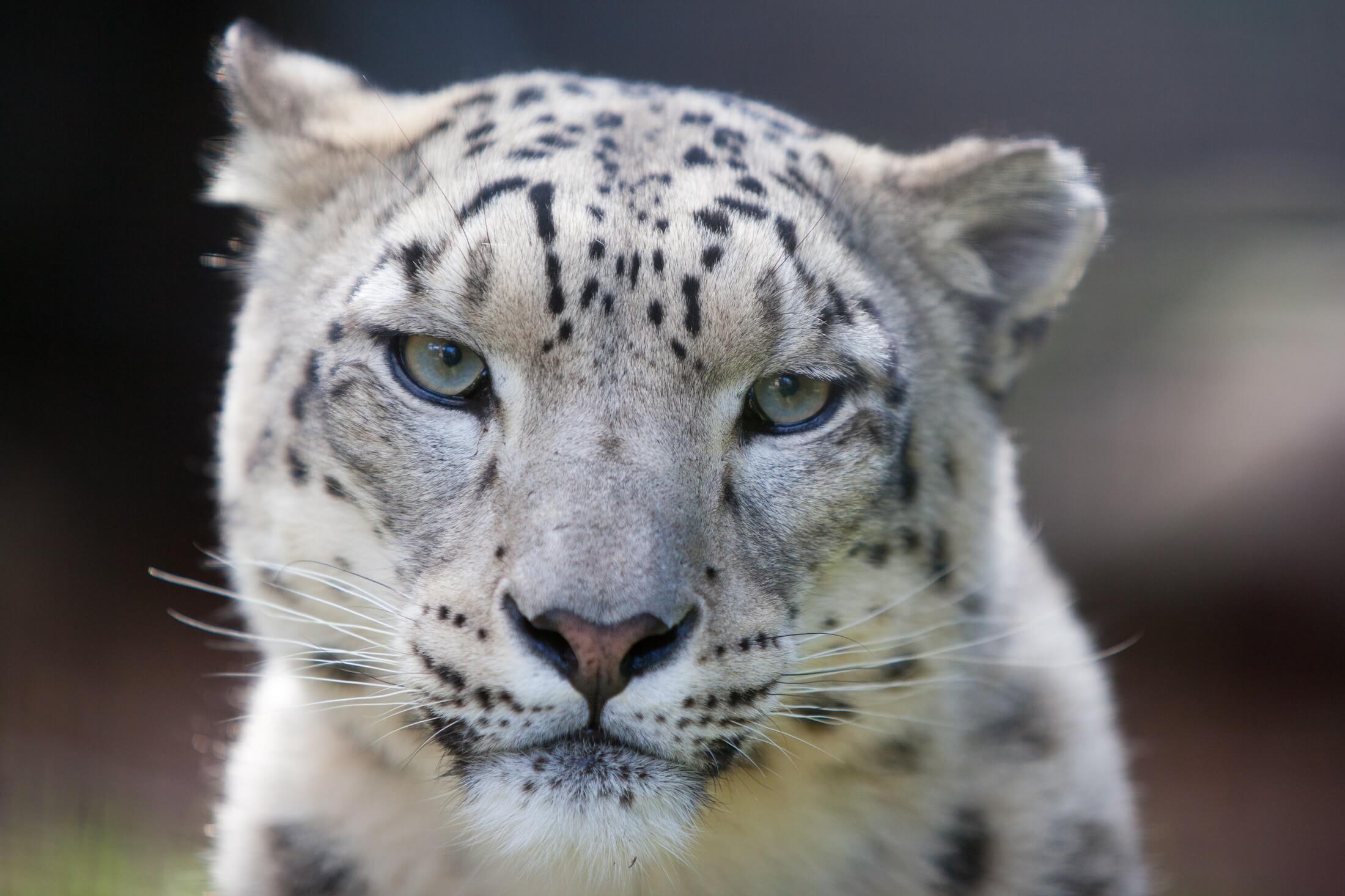 snow leopard