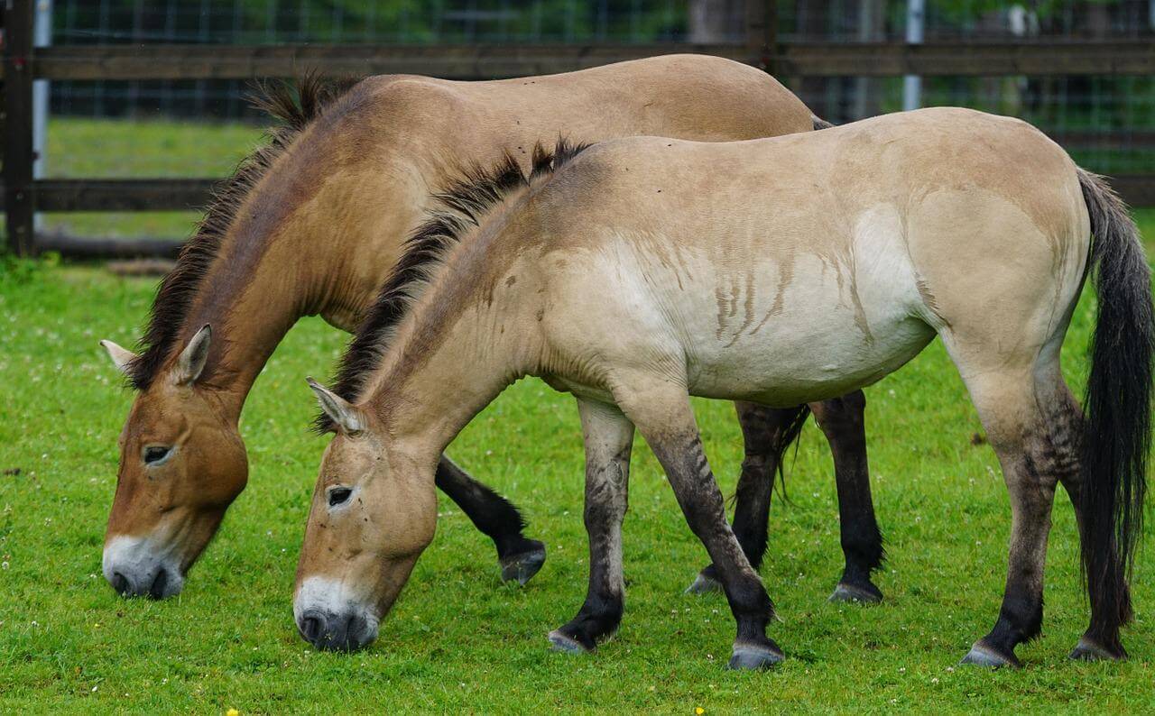 two Przewalski's horse