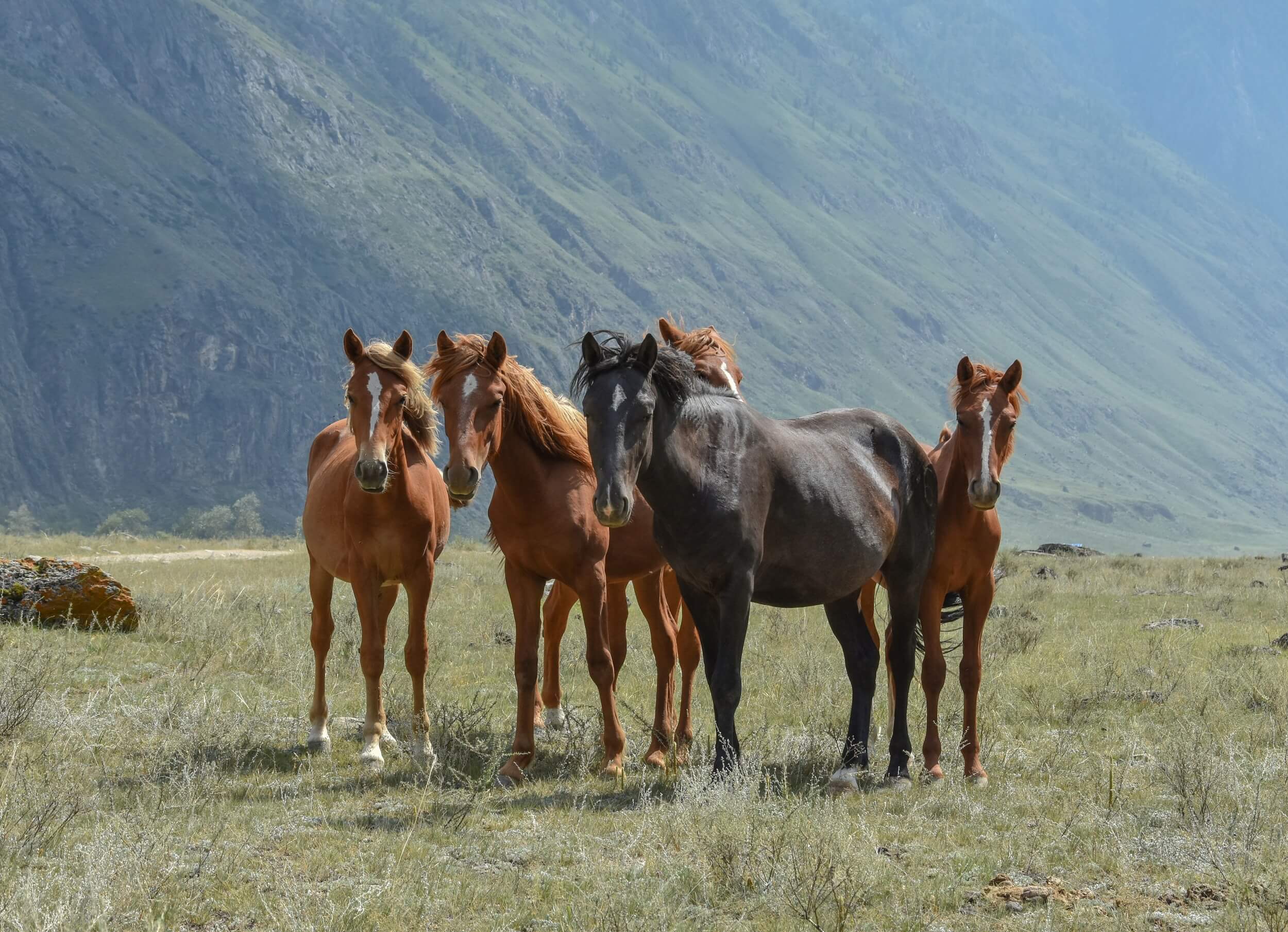 Altai tavan bogd horses