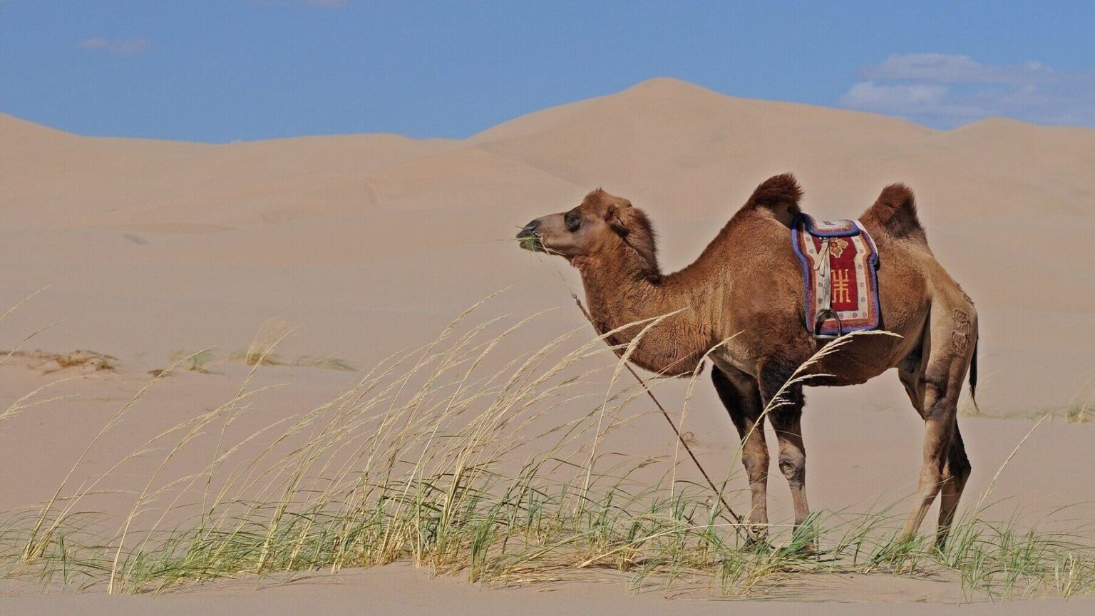 Gobi Gurvansaikhan National Park The Largest National Park In Mongolia 