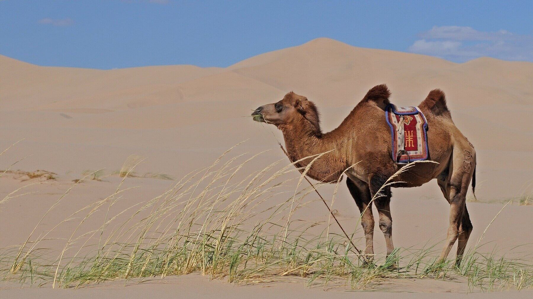 camel in mongolian gobi