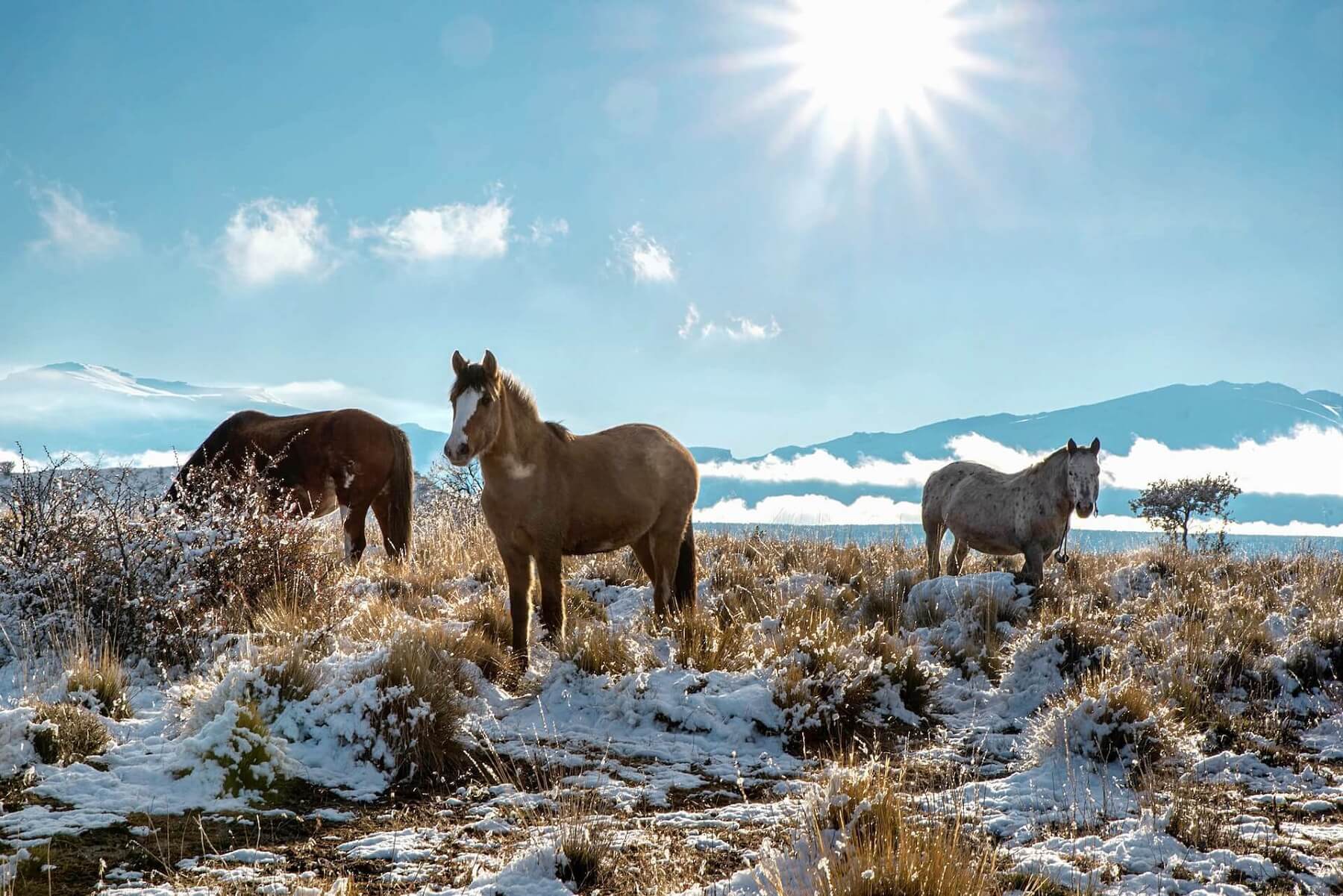 mongolian horses in winter