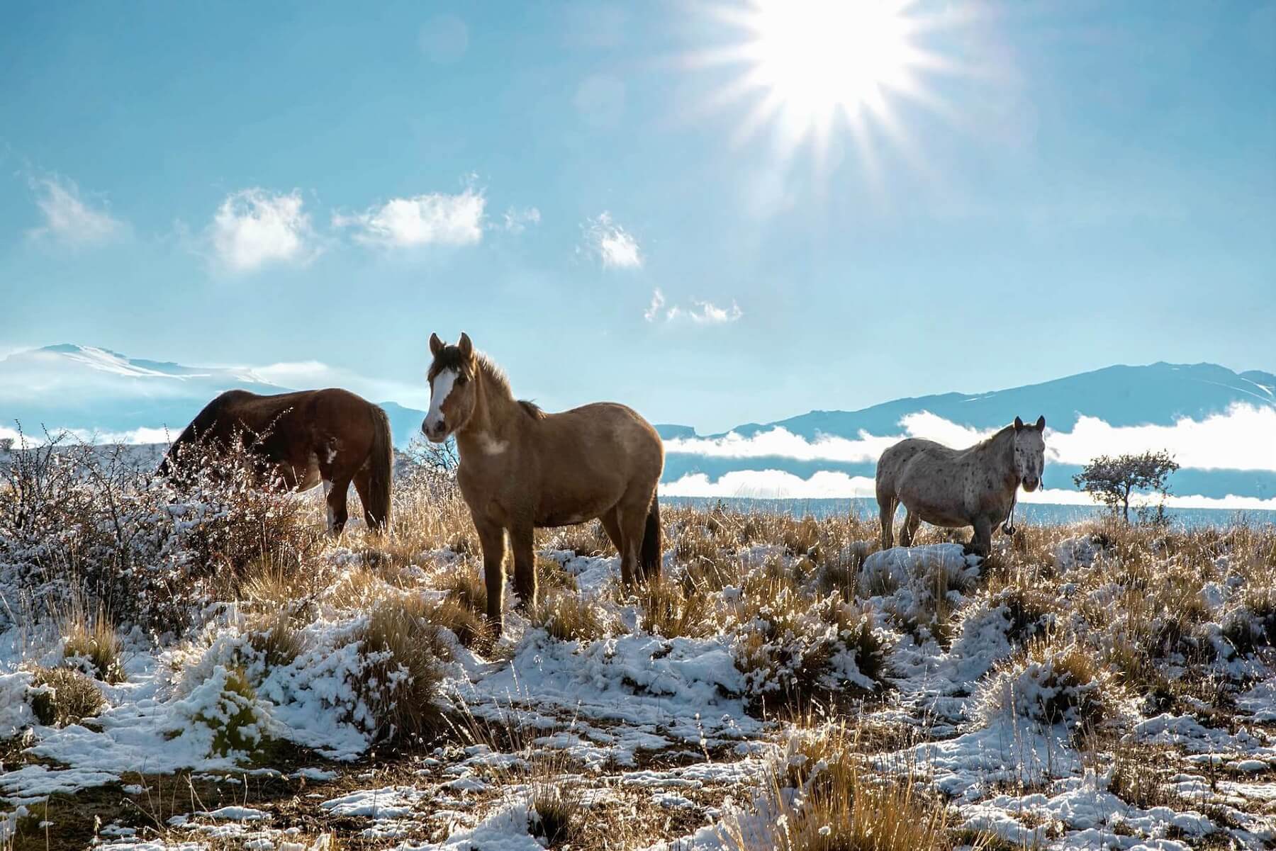 Mongolian Horse Winter