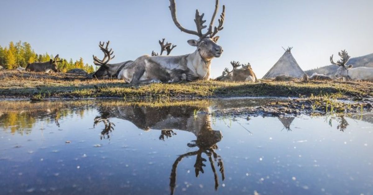 Hovsgol lake tsaatan reindeer