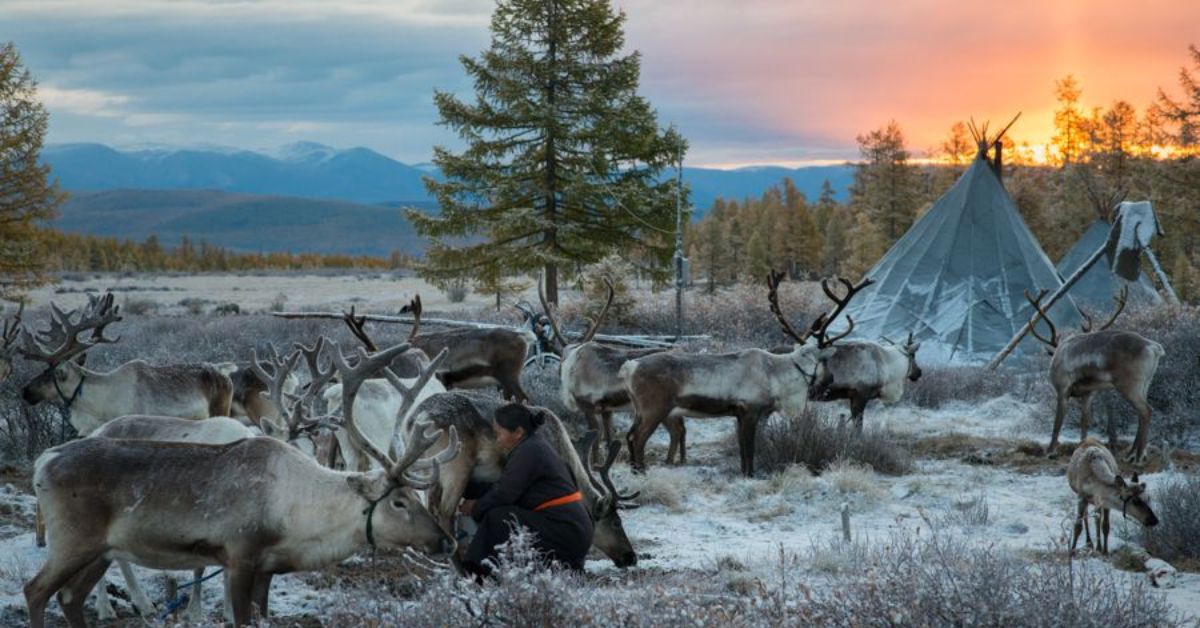 tsaatan tribe reindeer