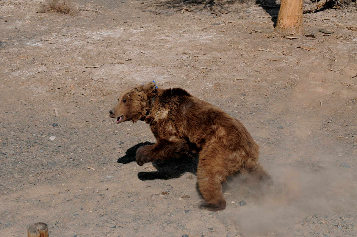 endangered animals in mongolia