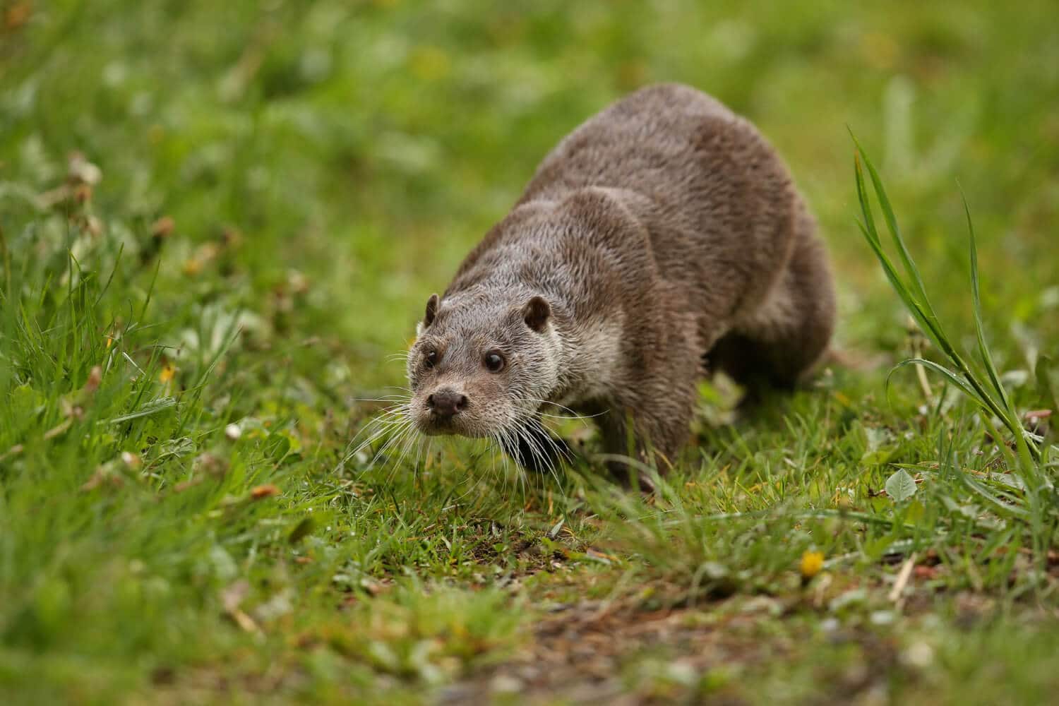 endangered animals: euroasian otter