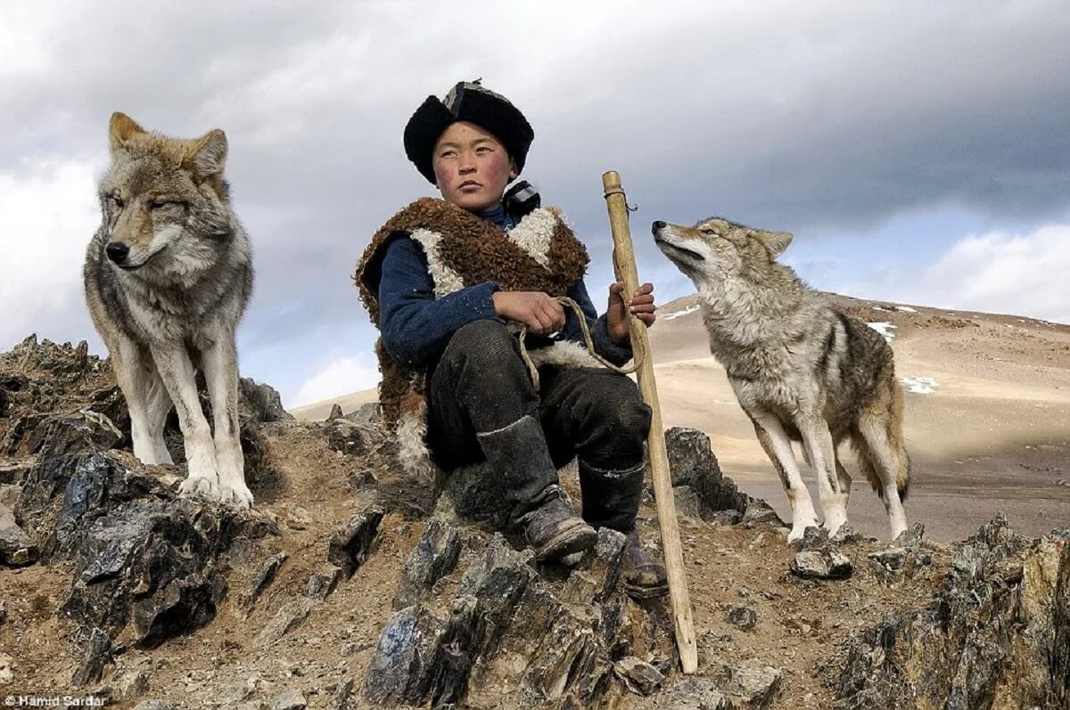 The Mongolian wolf