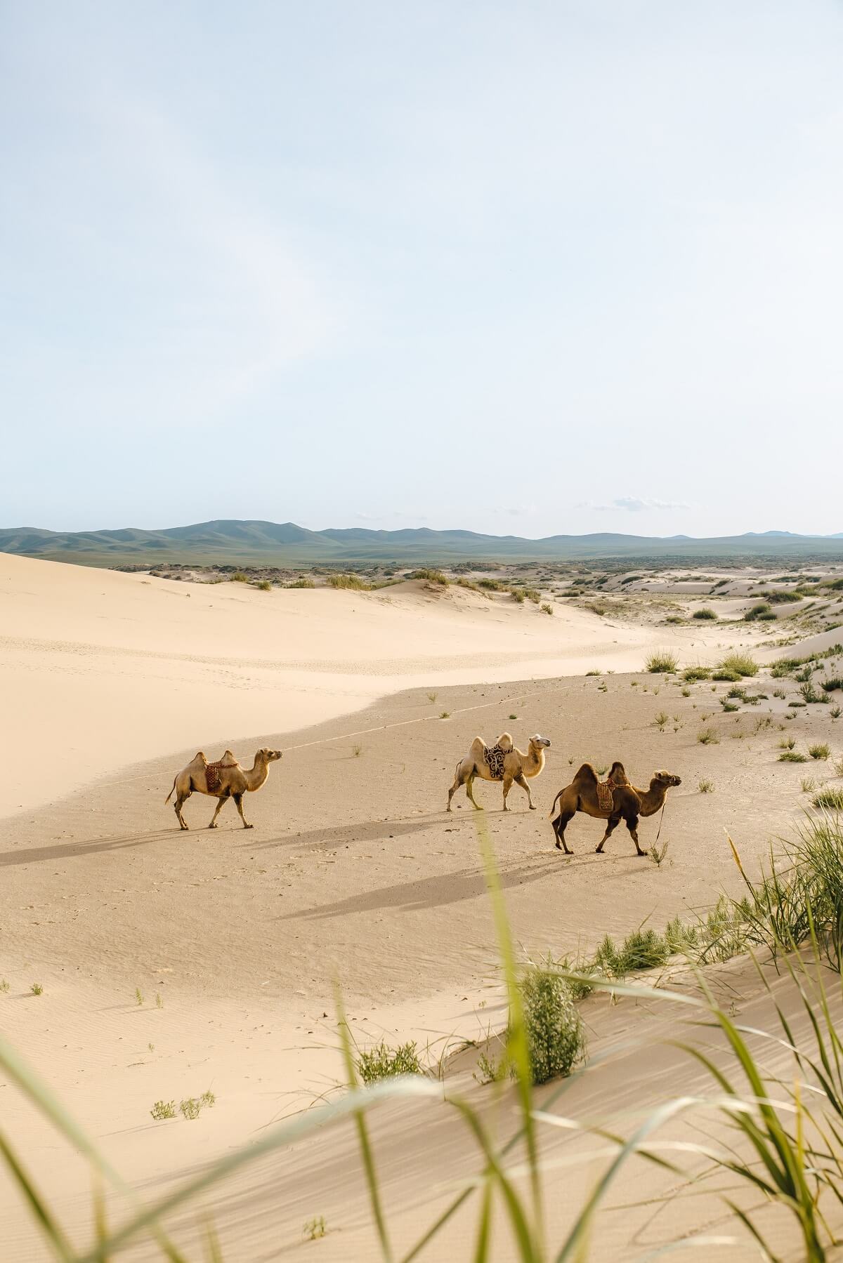 The Great Mongolian Desert