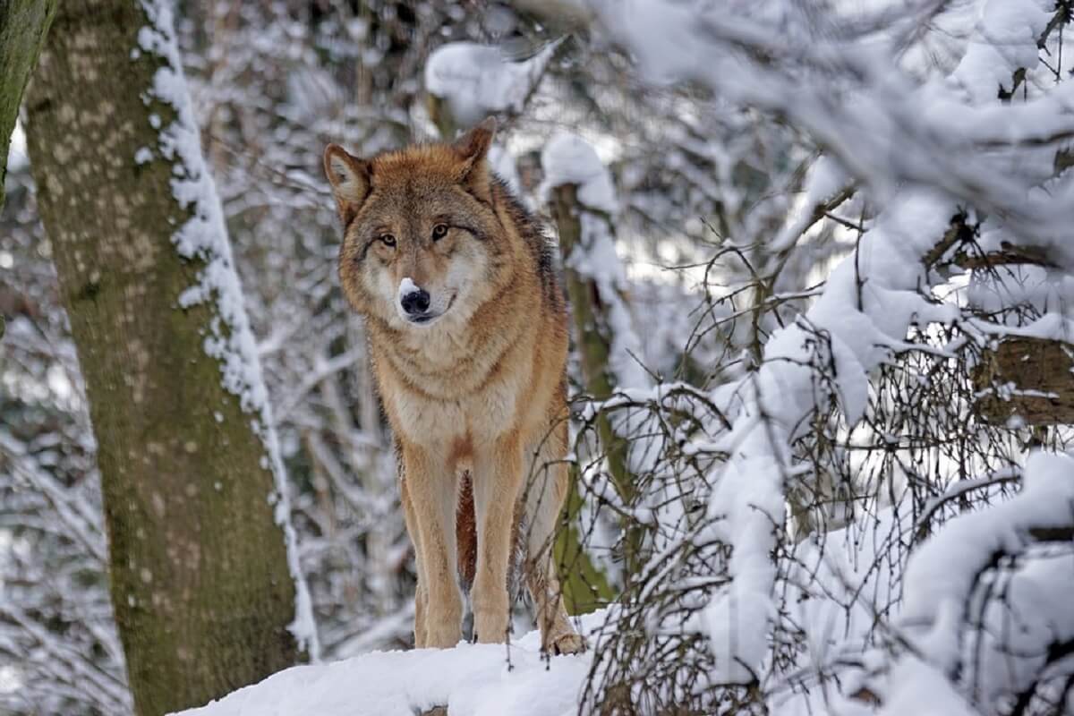 The Mongolian wolf - Nature's Untamed Guardians