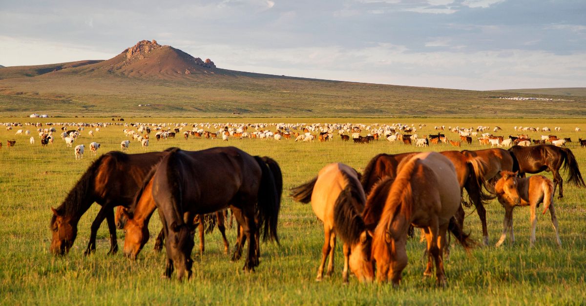 steppe of Mongolia