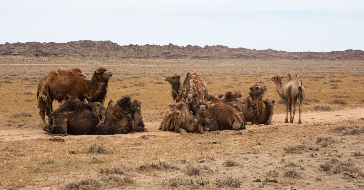 Gobi desert