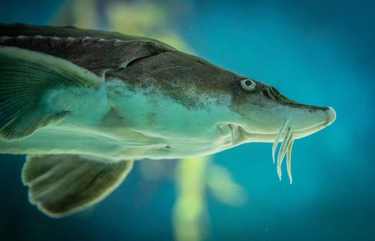 Siberian Sturgeon 1