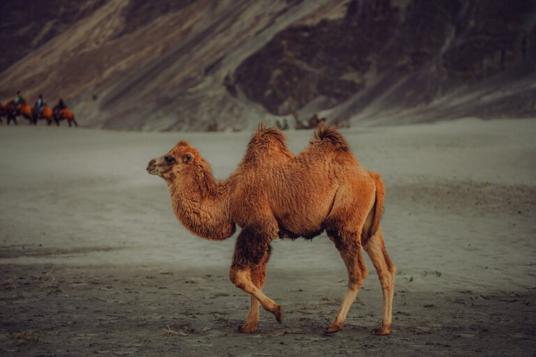 Bactrian camel