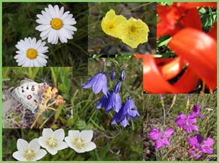 Rare plants in Mongolia and their some types
