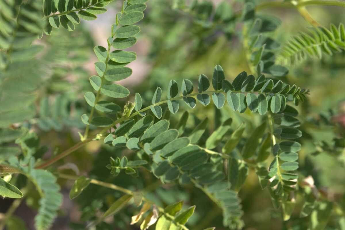 mongolian milkvetch 1