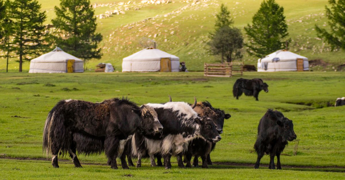 summer Mongolia