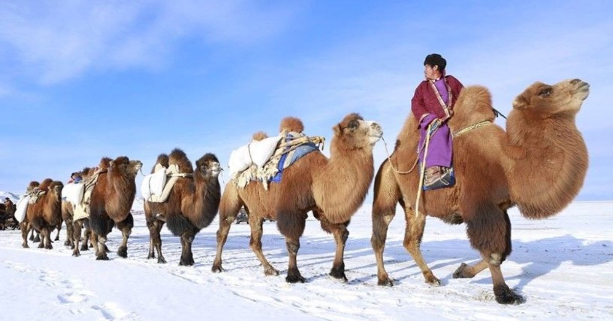 winter activities mongolia