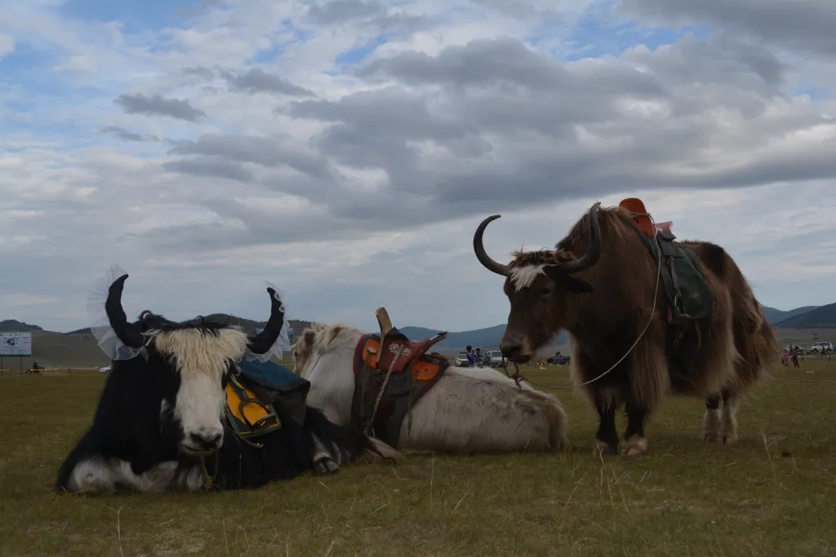 yak of mongolia