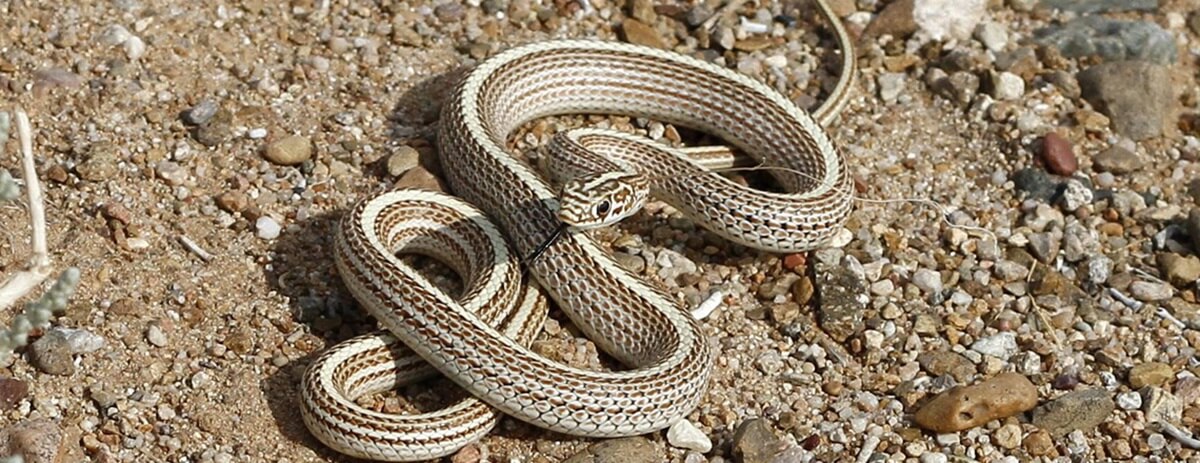 mongolian snake