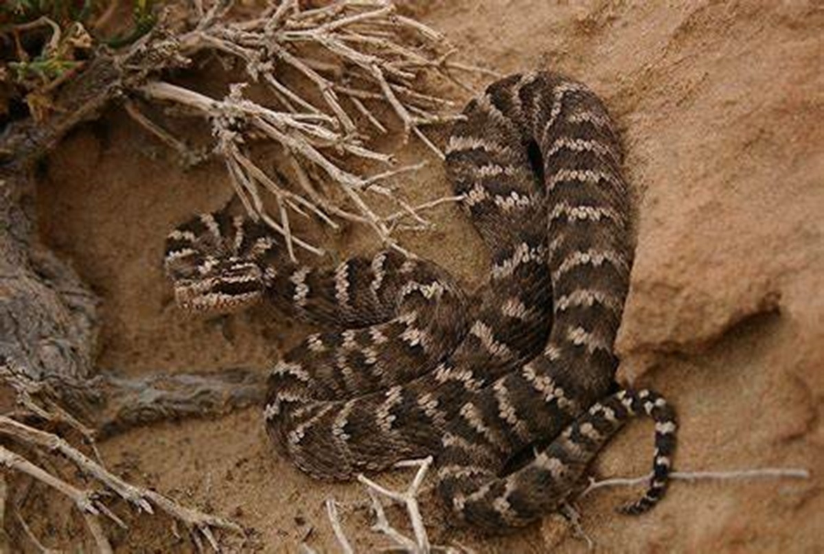 Mongolian Snakes: A Closer Look at Diversity and Wonders