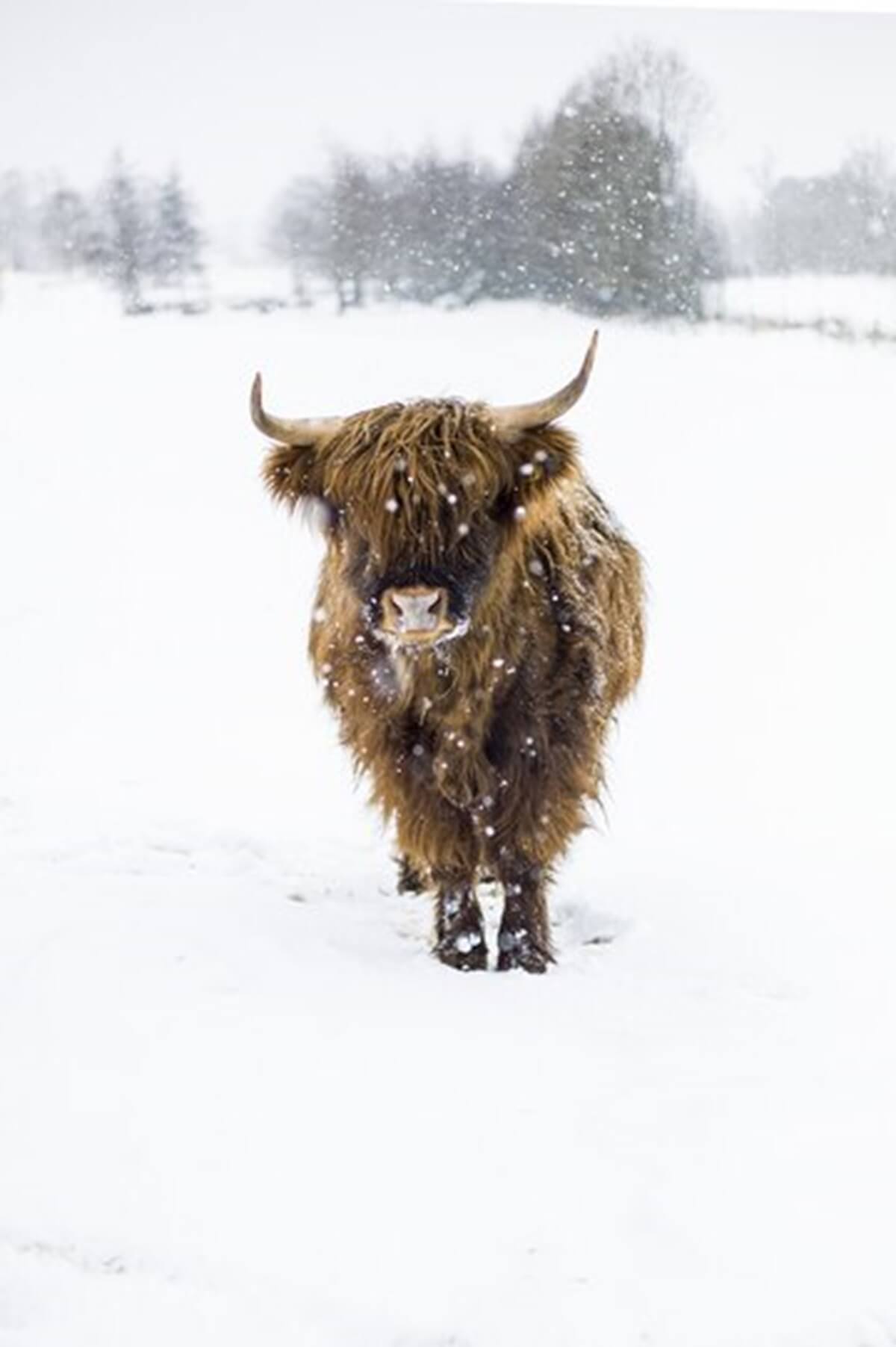 vertical closeup shot bison standing snowy field during snowflake 181624 6891 1
