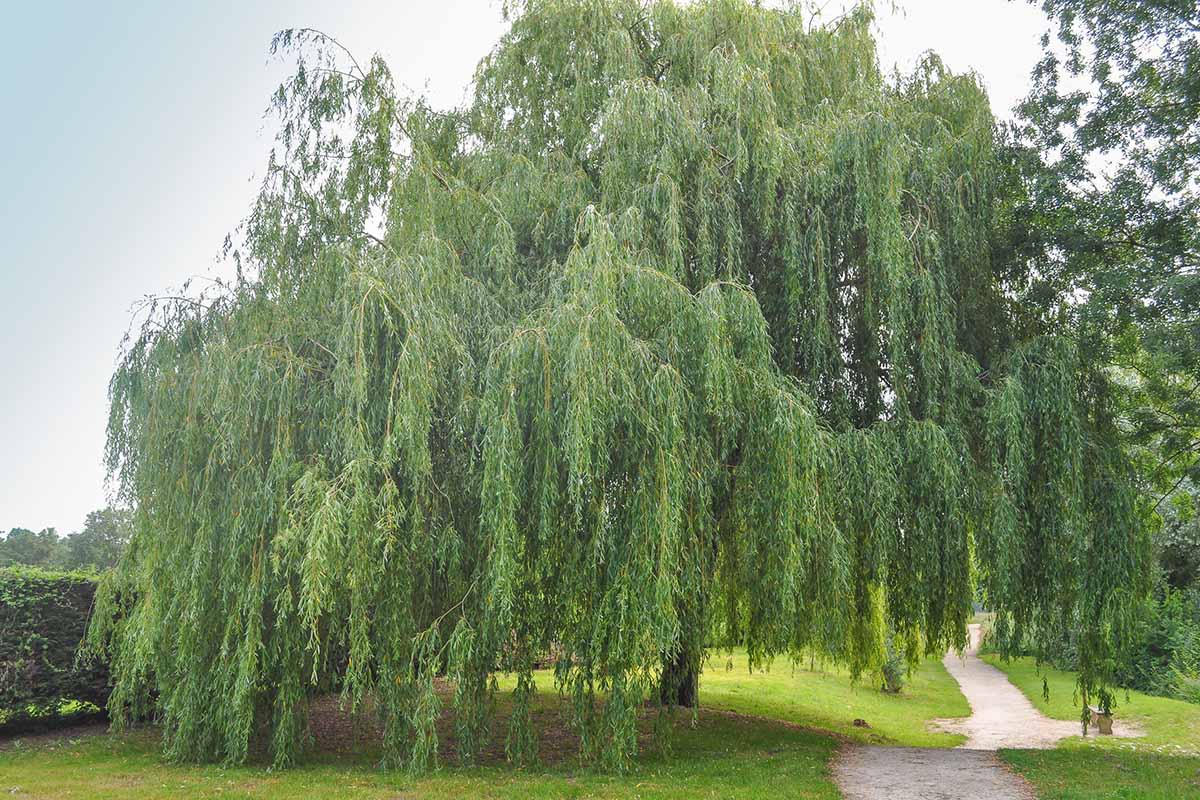How to Grow Willow Trees Feature