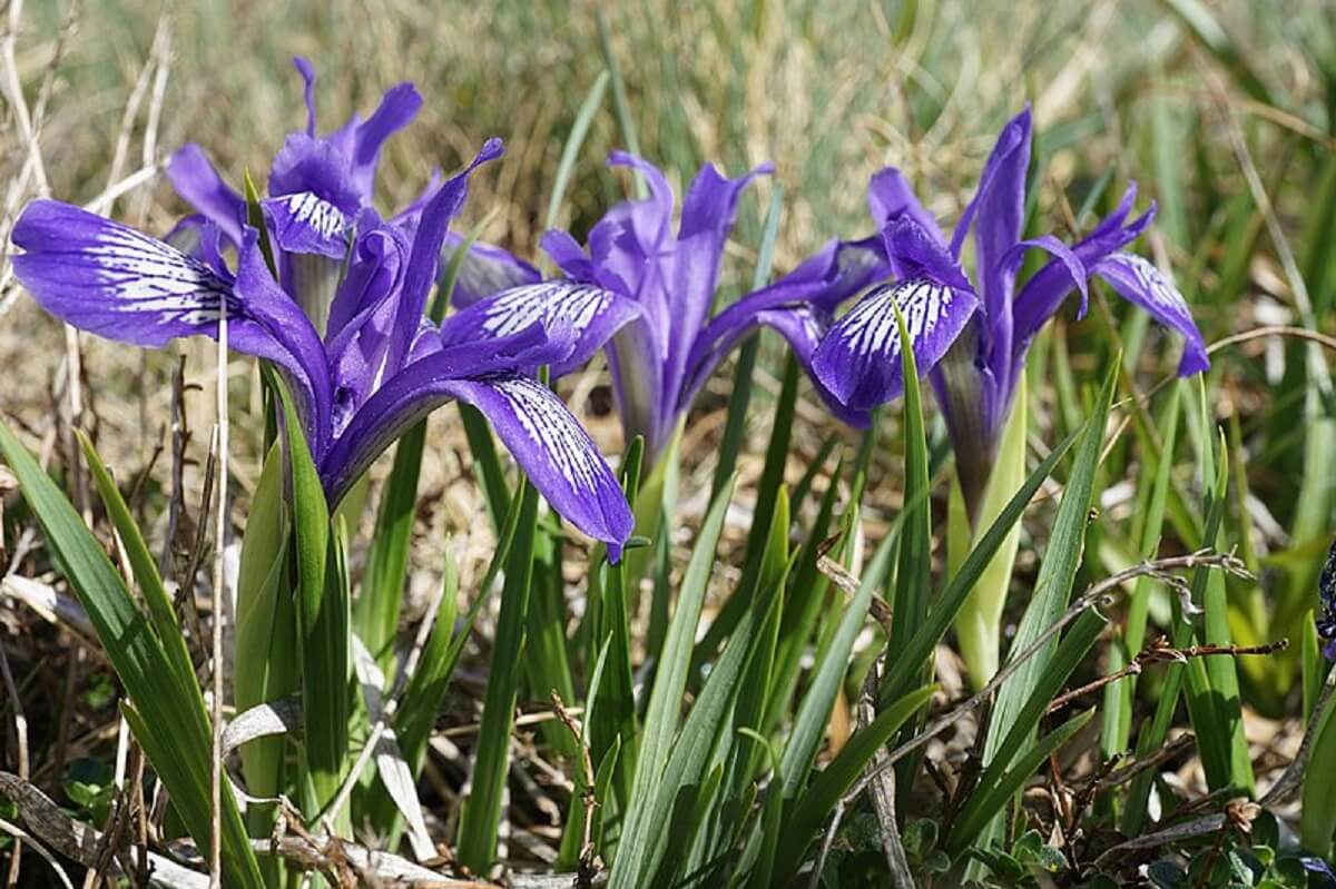 Iris ruthenica Bucegi Jepii mici 5