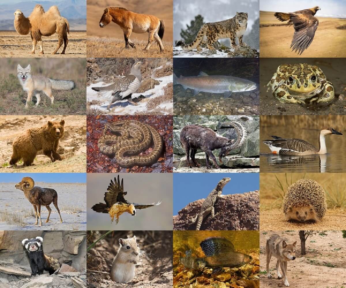 species of animals in mongolia