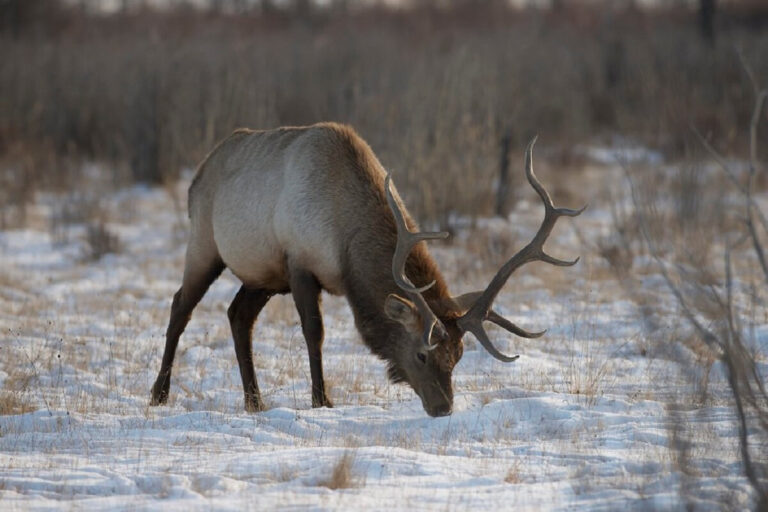 Mongolian Deer: Exploring the Wonders of Mongolia’s Iconic Creatures