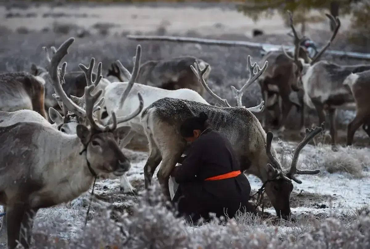 reindeer mongolia