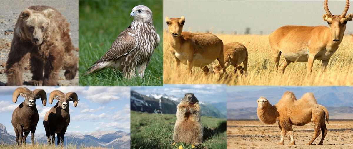 species of animals