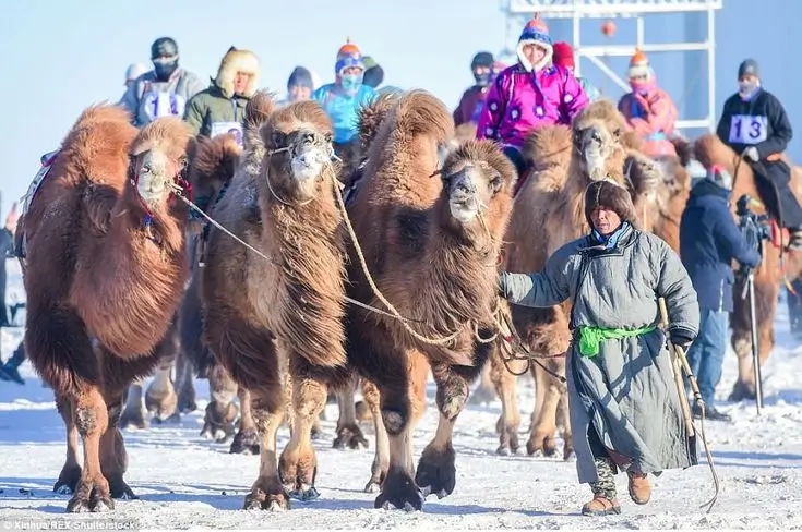 Mongolian Camel Racing in Gobi Desert 31 Mongolian Camel Racing Festival