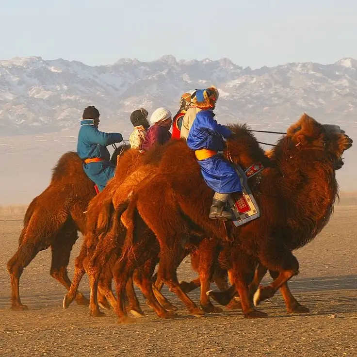 Mongolian Camel Racing in Gobi Desert 32 Mongolian Camel Racing Festival